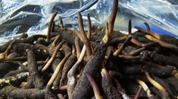 新鮮冬蟲夏草能放多久吃？一文掌握儲存與食用期限