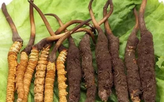 新鮮的冬蟲(chóng)夏草，更好嗎？