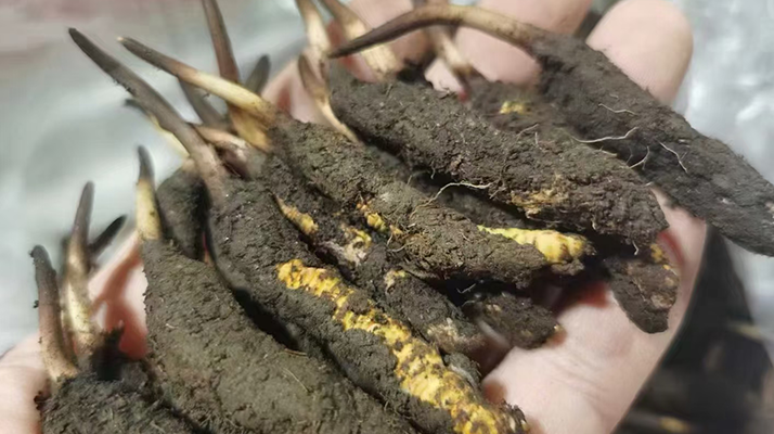 鮮冬蟲夏草保存全攻略：鎖住營(yíng)養(yǎng)不流失