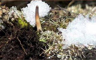 鮮冬蟲夏草燉湯多久能吃？科學(xué)燉煮時間全解析