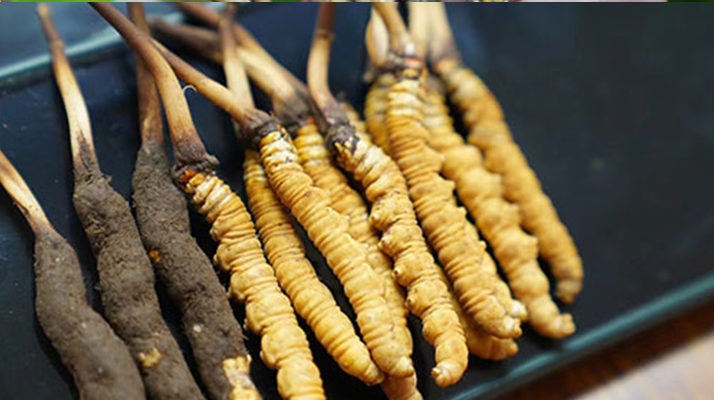 鮮冬蟲夏草什么季節(jié)最好？滋補(bǔ)時(shí)機(jī)大揭秘