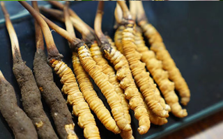 鮮冬蟲夏草什么季節(jié)最好？滋補(bǔ)時(shí)機(jī)大揭秘