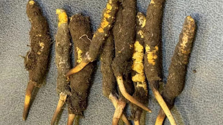 野生冬蟲夏草一斤多少錢？多維度價格解析