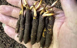 3000 條蟲草一克是幾只？深入解析蟲草規(guī)格與重量關(guān)系? ? ? ?