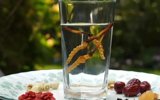 冬蟲夏草泡酒全攻略：千年藥香淬瓊漿