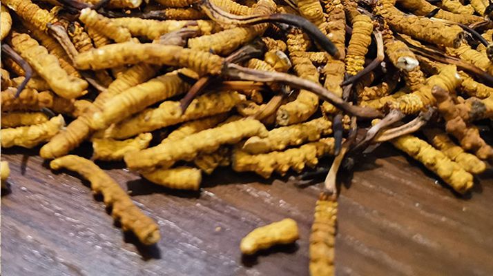 斷的冬蟲夏草有效果嗎？一文揭開真相