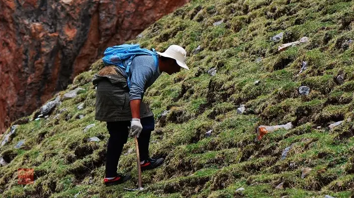 冬蟲夏草什么時(shí)候采挖？最佳采挖時(shí)節(jié)與科學(xué)依據(jù)