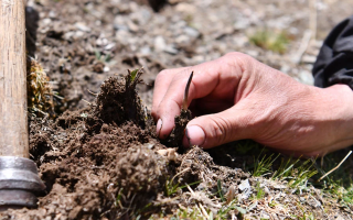 冬蟲(chóng)夏草產(chǎn)地在哪里
