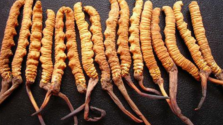 冬蟲(chóng)夏草:神話光環(huán)下的營(yíng)養(yǎng)真相