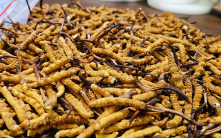 冬蟲(chóng)夏草的潛在副作用：滋補(bǔ)背后的健康風(fēng)險(xiǎn)