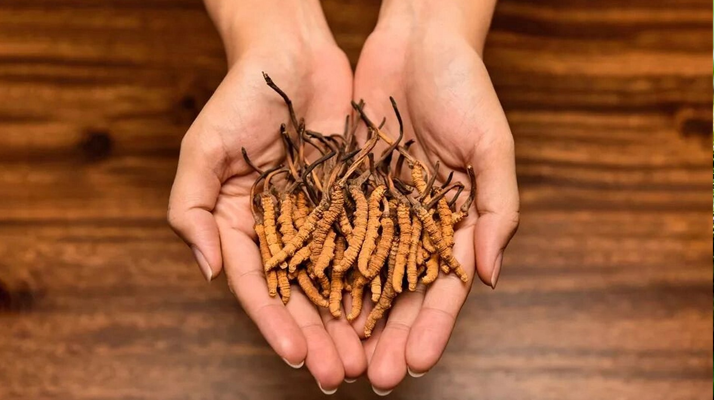 冬蟲(chóng)夏草怎么食用效果好？掌握這些方法發(fā)揮最大功效