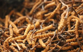 冬蟲夏草的功效與用量：科學(xué)滋補的關(guān)鍵指南