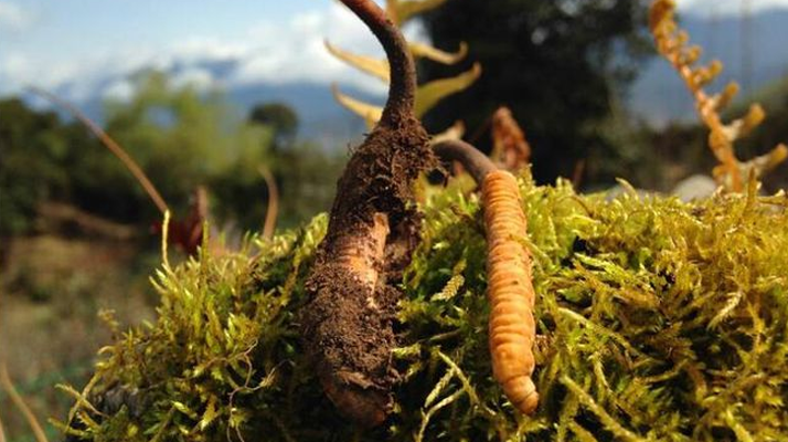 如何挑選新鮮冬蟲夏草？掌握這幾個關(guān)鍵要點