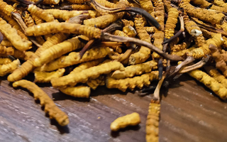 天然冬蟲夏草多少錢一克？