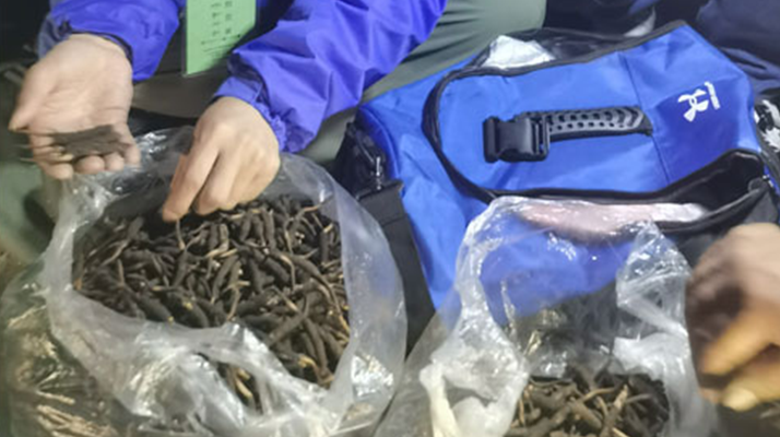 <a href=http://m.jiangnongst.com/xinxian/ target=_blank class=infotextkey>新<a href=http://m.jiangnongst.com/xinxian/ target=_blank class=infotextkey>鮮冬蟲夏草</a></a>的正確食用指南