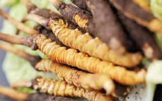 冬蟲夏草的功效解析：從傳統(tǒng)智慧到現(xiàn)代科學的雙重印證