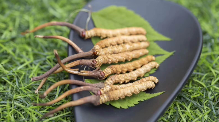 新鮮松茸冬蟲夏草怎么吃？滋補(bǔ)雙珍的美味搭配指南