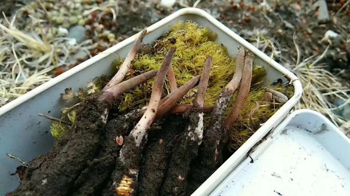 冬蟲夏草怎么辨別養(yǎng)殖的？掌握 5 大鑒別要點