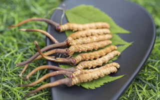 新鮮松茸冬蟲夏草怎么吃？滋補雙珍的美味搭配指南