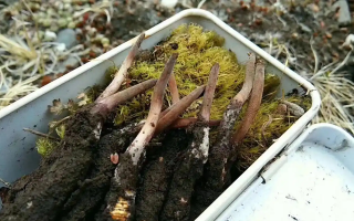 冬蟲夏草怎么辨別養(yǎng)殖的？掌握 5 大鑒別要點