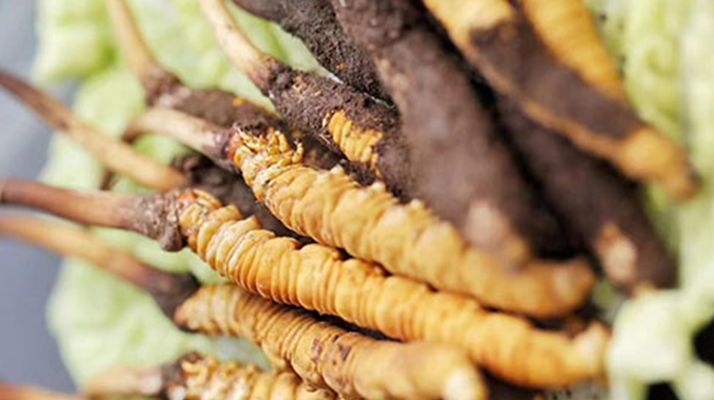 鮮享蟲草：家常烹飪中的滋補(bǔ)秘訣