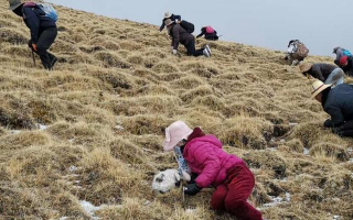 青海果洛：雪域高原的新鮮蟲(chóng)草寶藏
