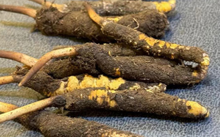 新鮮野冬蟲(chóng)夏草的美味滋補(bǔ)吃法指南