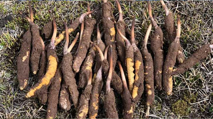 冬蟲夏草價(jià)格解析:探尋珍稀滋補(bǔ)品的價(jià)值密碼