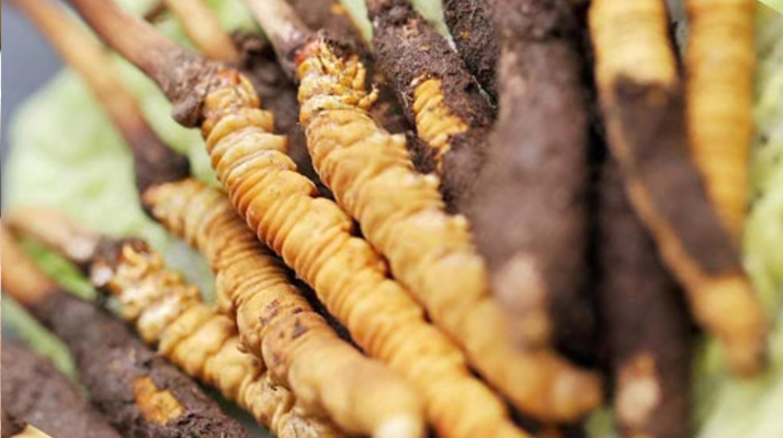 水煮<a href=http://m.jiangnongst.com/xinxian/ target=_blank class=infotextkey>鮮冬蟲夏草</a>的最佳方法：鎖住營養(yǎng)的科學烹煮指南