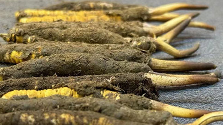 一根鮮<a href=http://m.jiangnongst.com/jiage/ target=_blank class=infotextkey>冬蟲(chóng)夏草多少錢(qián)</a>？影響價(jià)格的核心因素解析