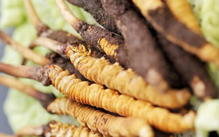 新鮮冬蟲夏草：滋補養(yǎng)生的時令珍品