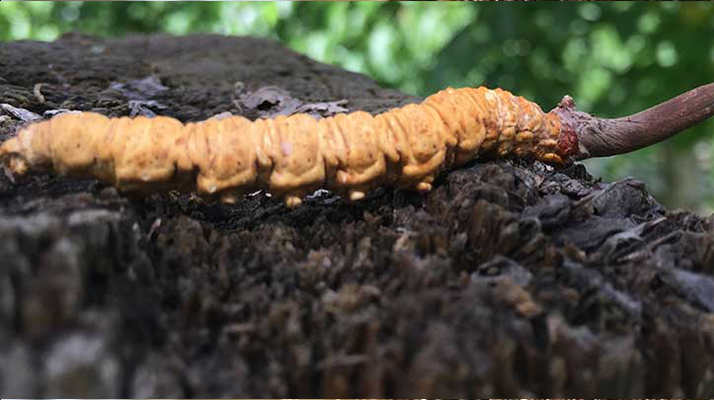 冬蟲夏草泡酒時(shí)長(zhǎng)指南:靜待藥效沉淀的科學(xué)