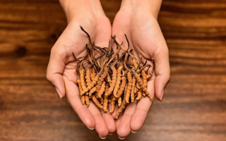 冬蟲夏草最佳搭配指南：科學(xué)配伍發(fā)揮滋補(bǔ)效能