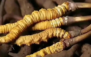 吃了冬蟲夏草有什么好處？全方位滋補(bǔ)價(jià)值解析