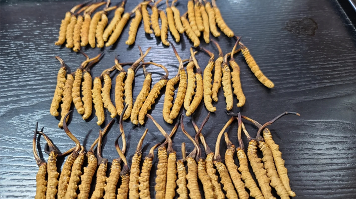 冬蟲夏草：價(jià)值光環(huán)下的真相與爭議