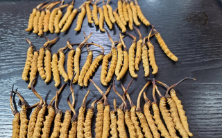 冬蟲夏草：價(jià)值光環(huán)下的真相與爭議