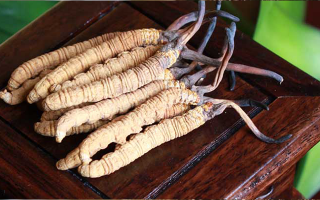 冬蟲(chóng)夏草的采摘時(shí)間探秘