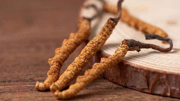 吃冬蟲夏草的好處有哪些？科學(xué)解讀這株"雪山黃金"的養(yǎng)生價(jià)值