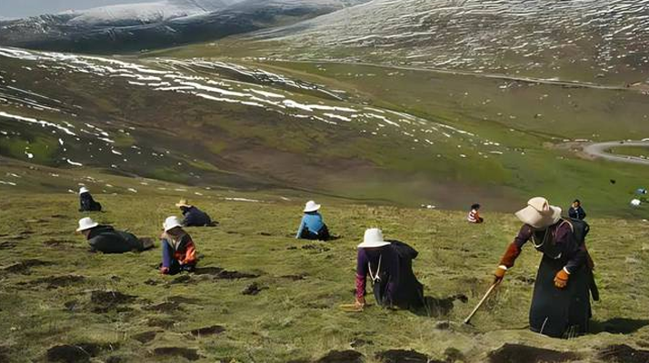 西藏鮮冬蟲夏草<a href=http://m.jiangnongst.com/ target=_blank class=infotextkey><a href=http://m.jiangnongst.com/s/nqcc/ target=_blank class=infotextkey>那曲蟲草</a></a>