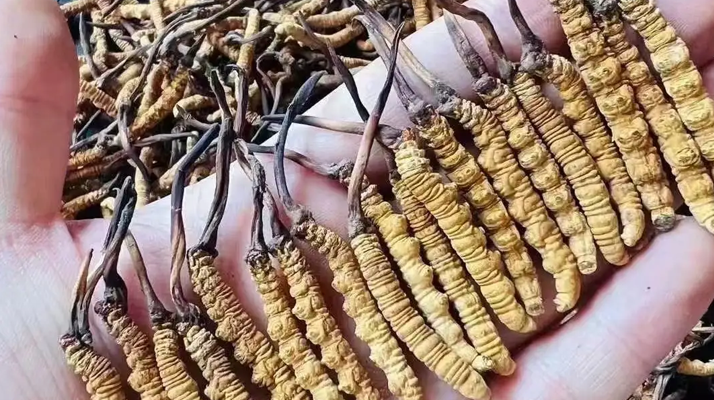 冬蟲(chóng)夏草價(jià)格解析：一斤究竟多少錢(qián)？
