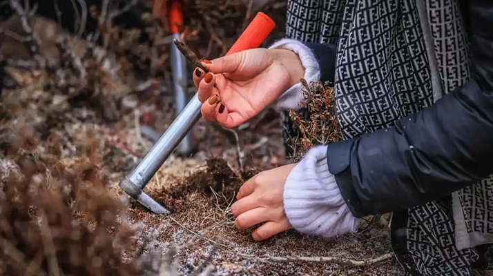 冬蟲夏草產(chǎn)地哪些地區(qū)