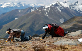 哪個(gè)地方采摘冬蟲夏草
