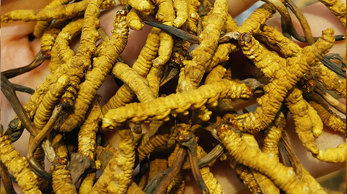 冬蟲(chóng)夏草如何辨別變質(zhì)