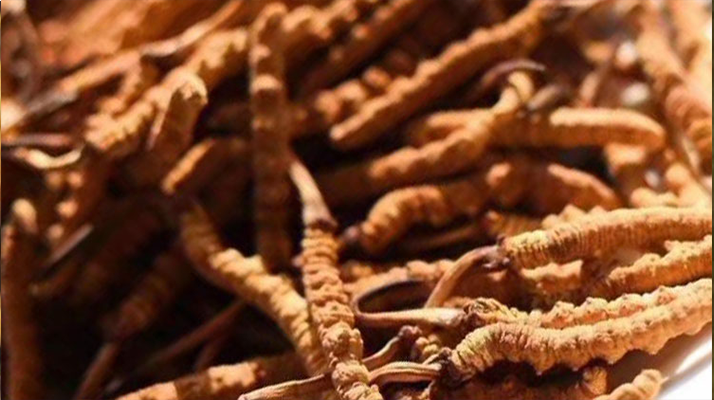 野生<a href=http://m.jiangnongst.com/jiage/ target=_blank class=infotextkey>冬蟲夏草多少錢</a>一克