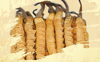 冬蟲(chóng)夏草要燉多長(zhǎng)時(shí)間
