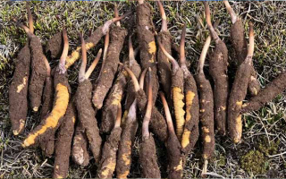 冬蟲夏草一斤多少錢