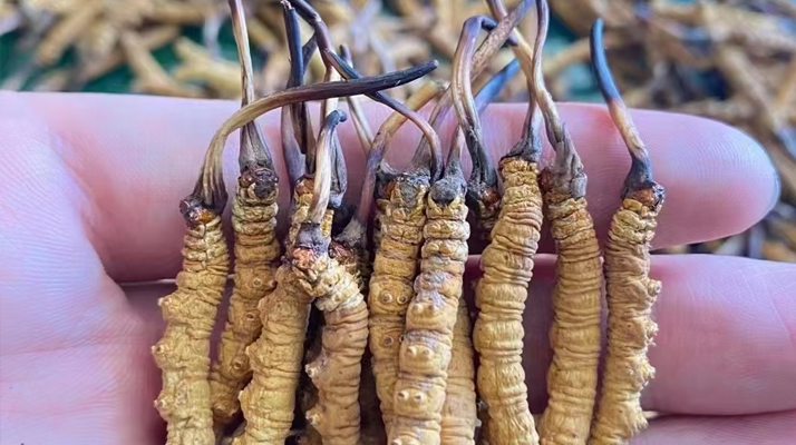 冬蟲夏草曬干幾克最好:按需定重的科學(xué)指南