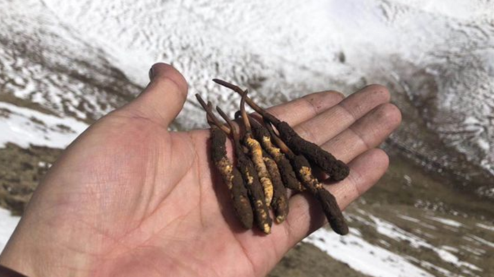 冬蟲夏草什么季節(jié)吃好