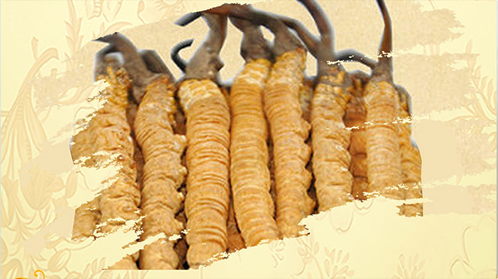 <a href=http://m.jiangnongst.com/ target=_blank class=infotextkey>冬蟲夏草</a>夏天如何保存