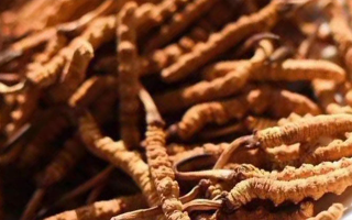 冬蟲夏草好采嗎多少一斤